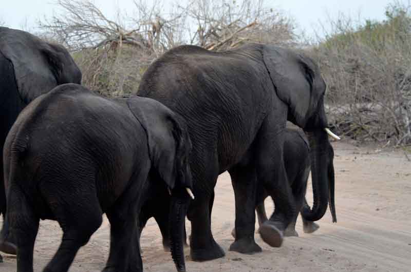 42 - Botswana - elefantes - parque nacional de Chobe